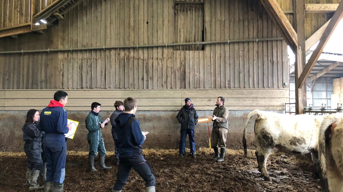 Finale départementale du Calvados de jugement de bétail